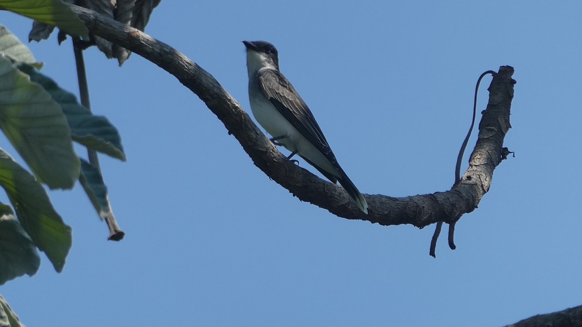 tyran obecný - ML647203866