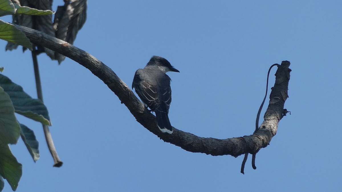 tyran obecný - ML647203867