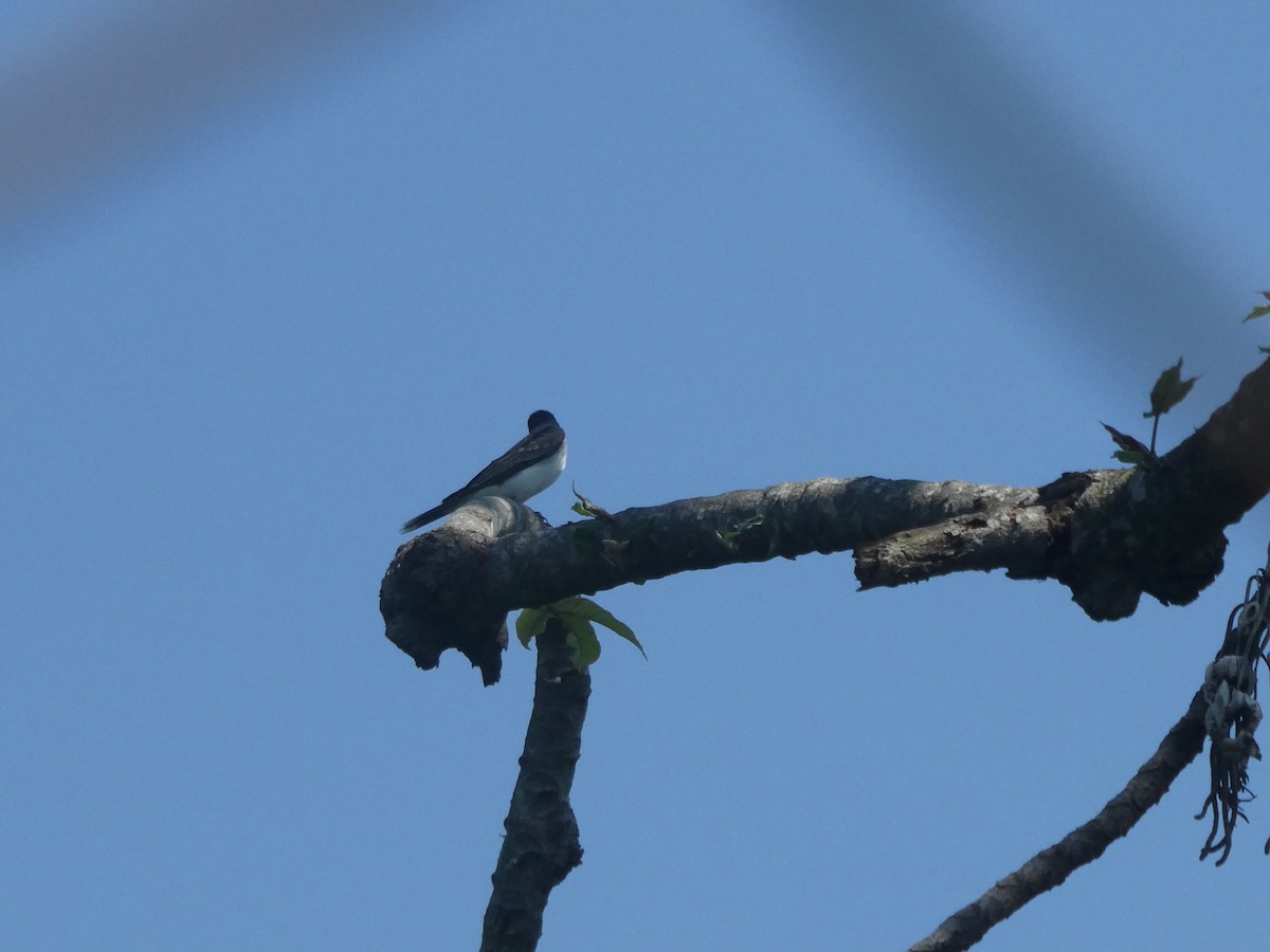 Eastern Kingbird - ML647203868