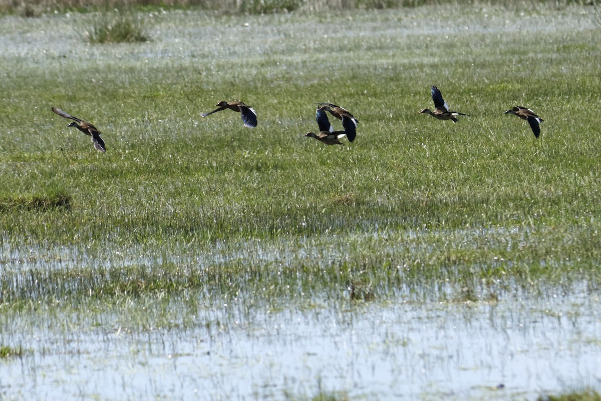 Brazilian Teal - ML647203869