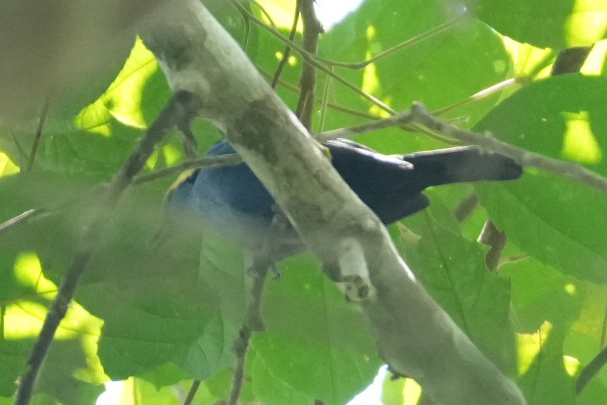 Opal-crowned Tanager - ML647203871