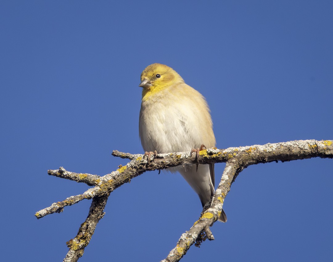 American Goldfinch - ML647203872