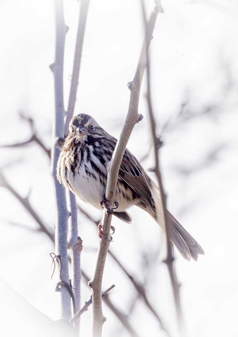 Song Sparrow - ML647203873
