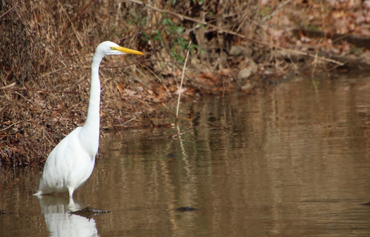 Great Egret - ML647203875