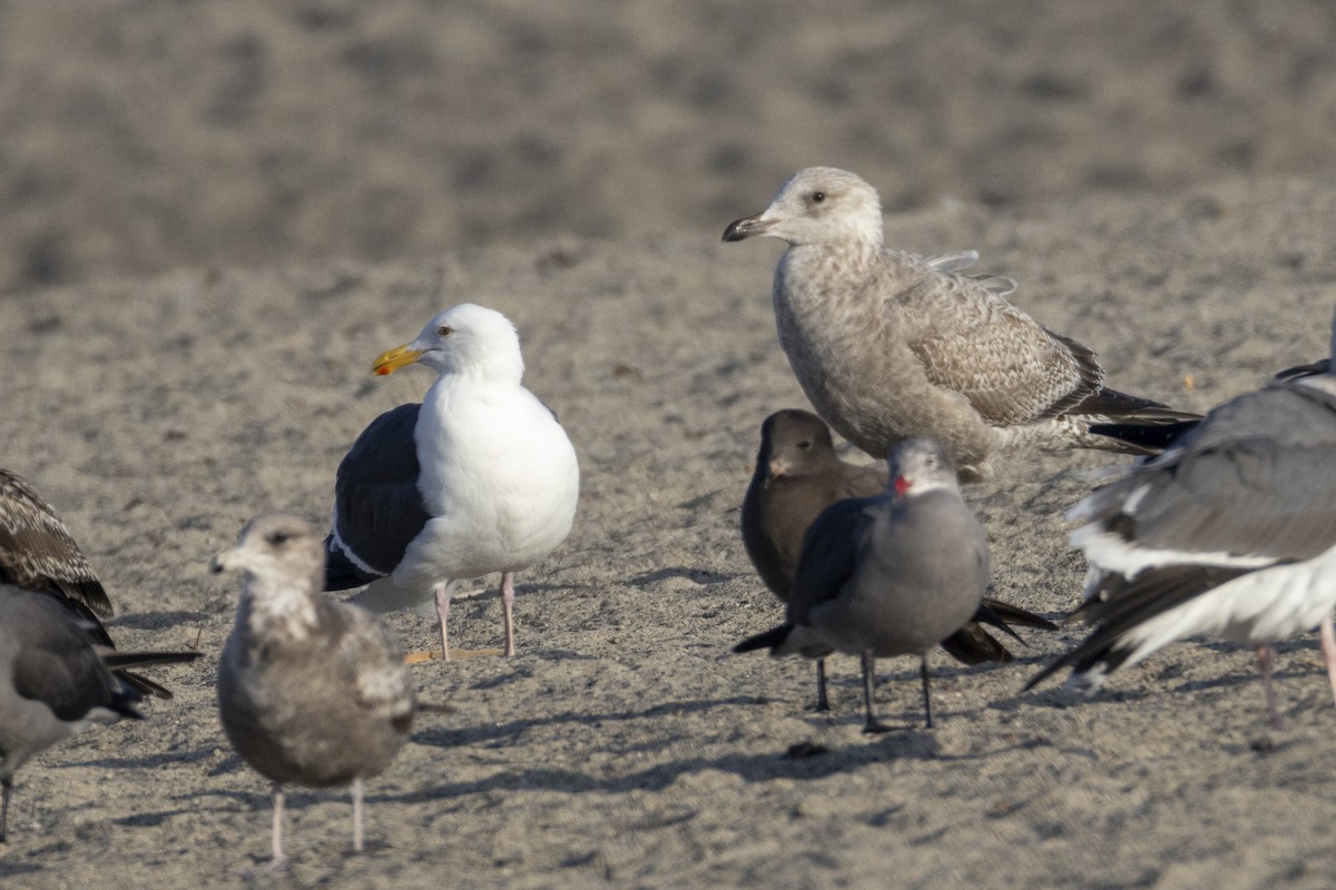 American Herring Gull - ML647203879