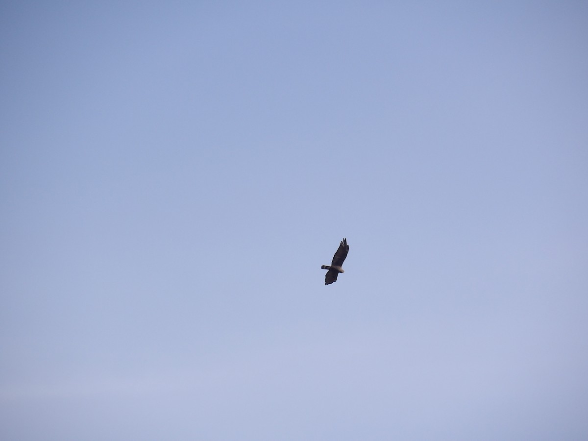 Black Vulture - ML647203881