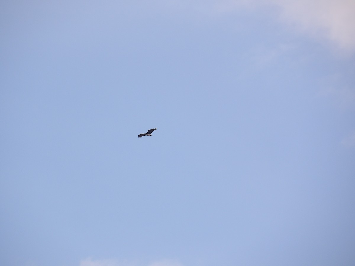 Black Vulture - ML647203882