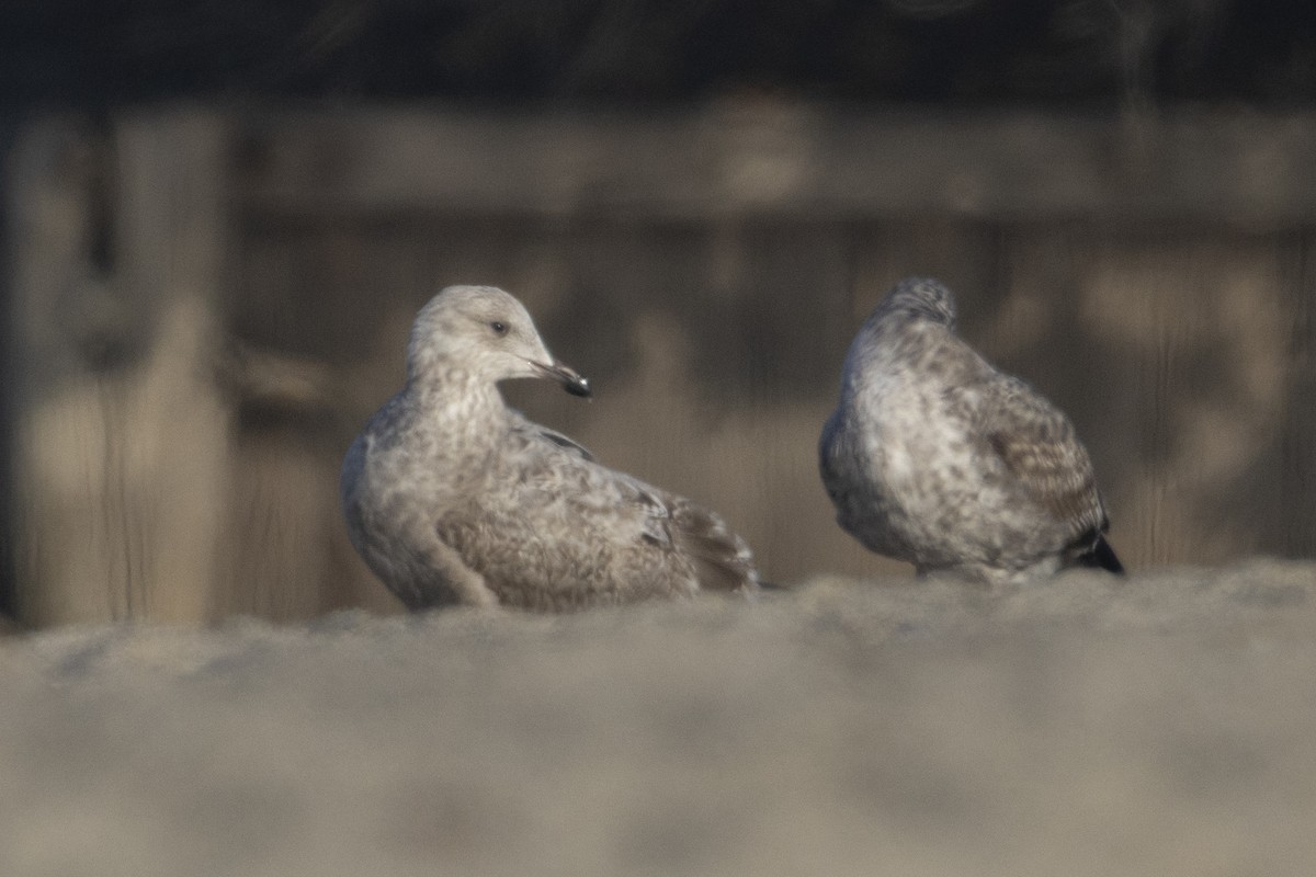 American Herring Gull - ML647203883