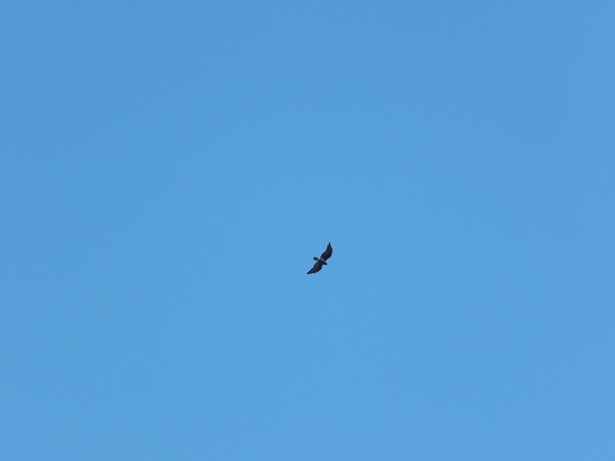 Black Vulture - ML647203885