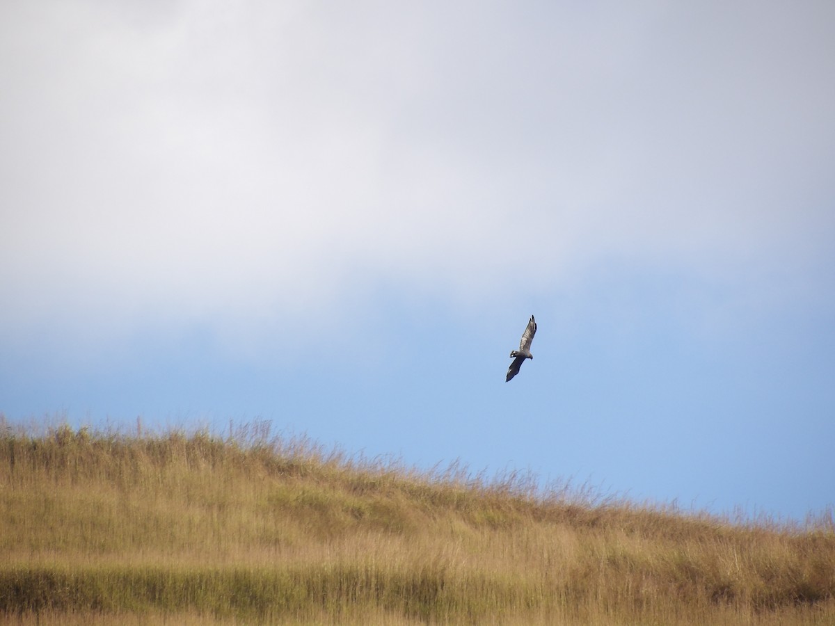 Black Vulture - ML647203886