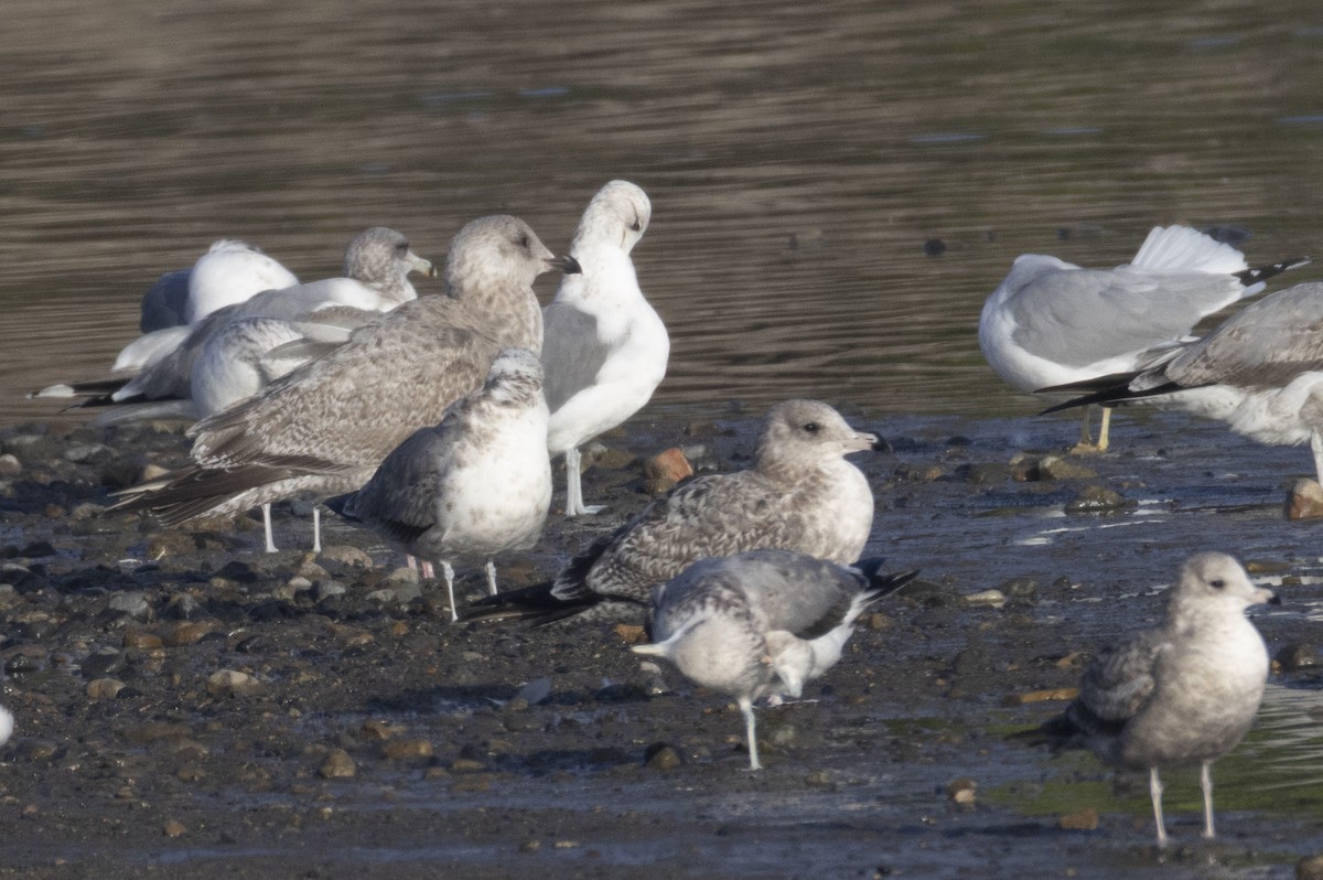 American Herring Gull - ML647203887