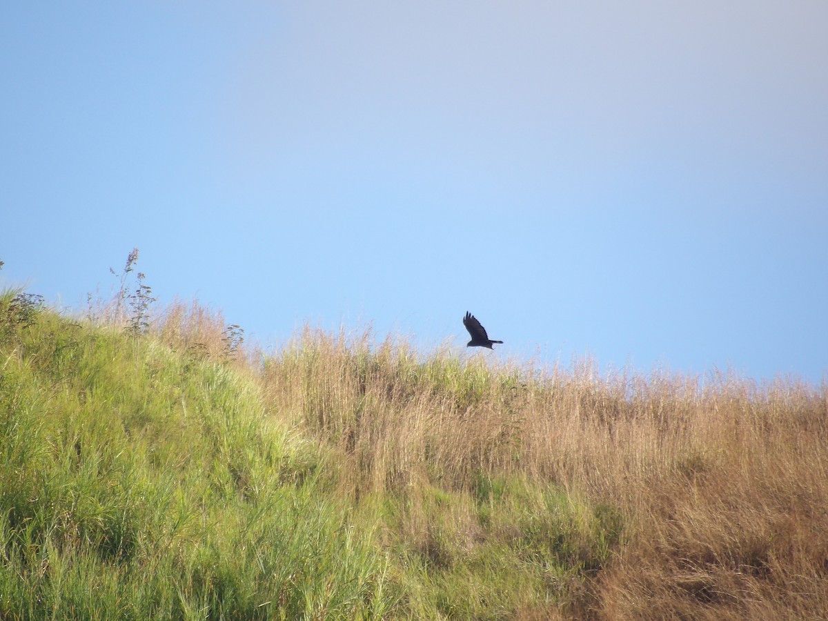Black Vulture - ML647203888