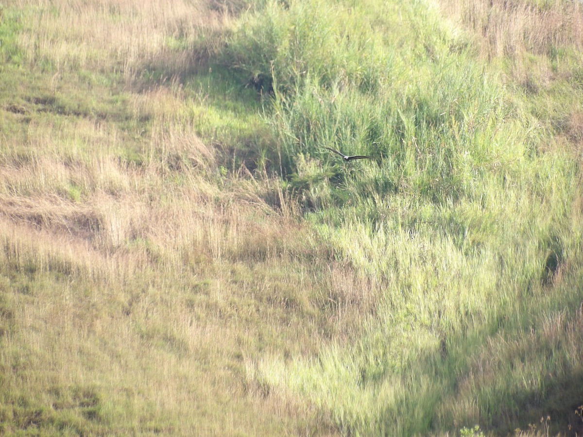 Black Vulture - ML647203889