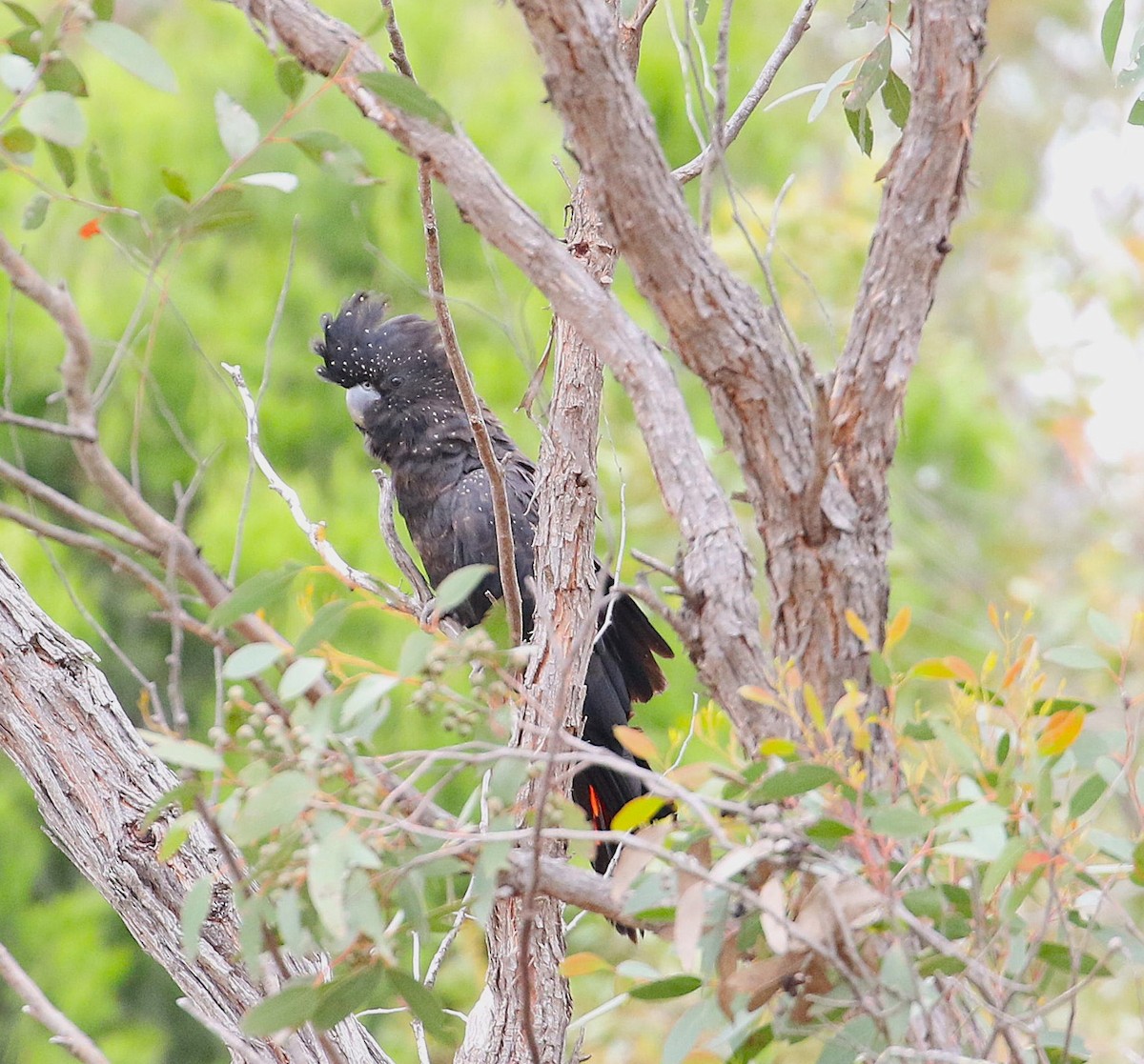 Red-tailed Black-Cockatoo - ML647203890