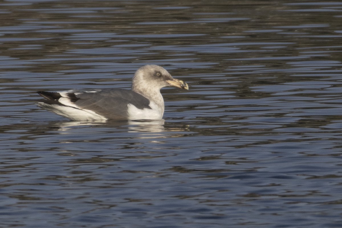 Western Gull - ML647203891