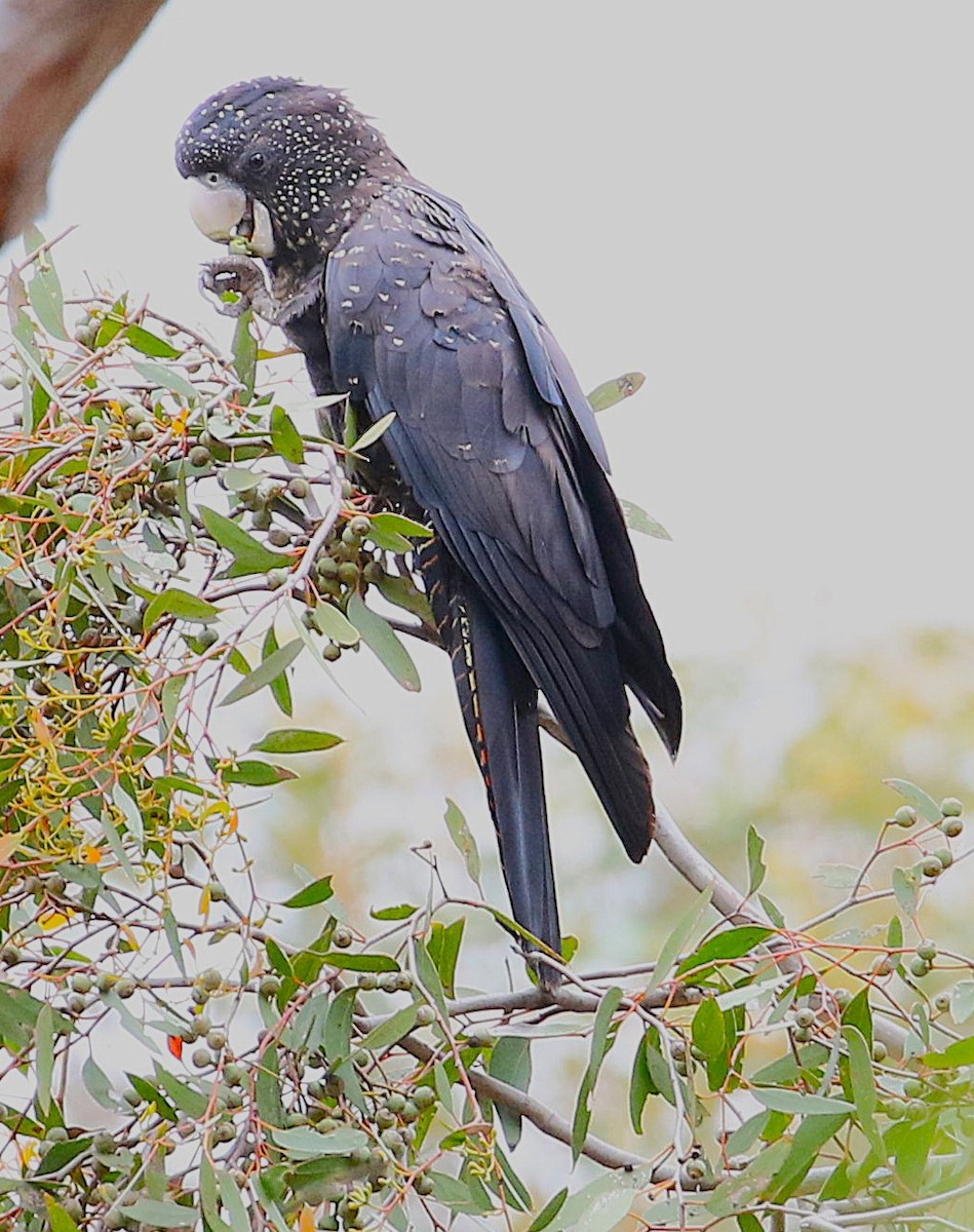 Red-tailed Black-Cockatoo - ML647203892