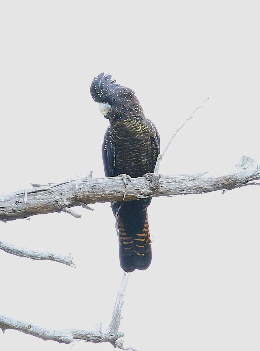 Red-tailed Black-Cockatoo - ML647203893