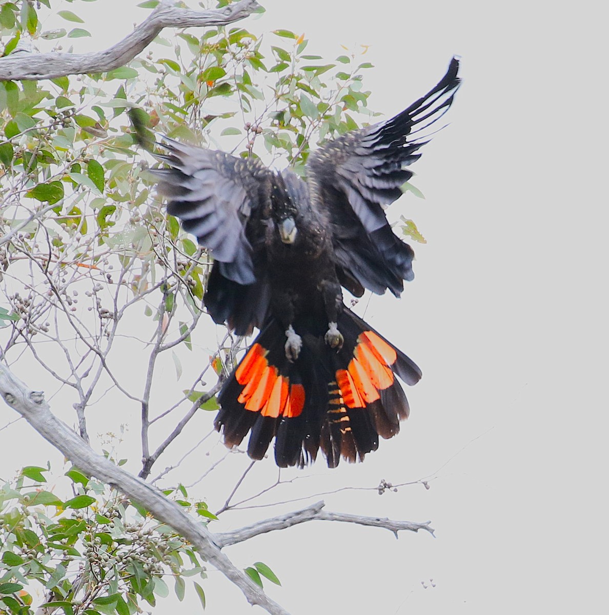 Red-tailed Black-Cockatoo - ML647203894