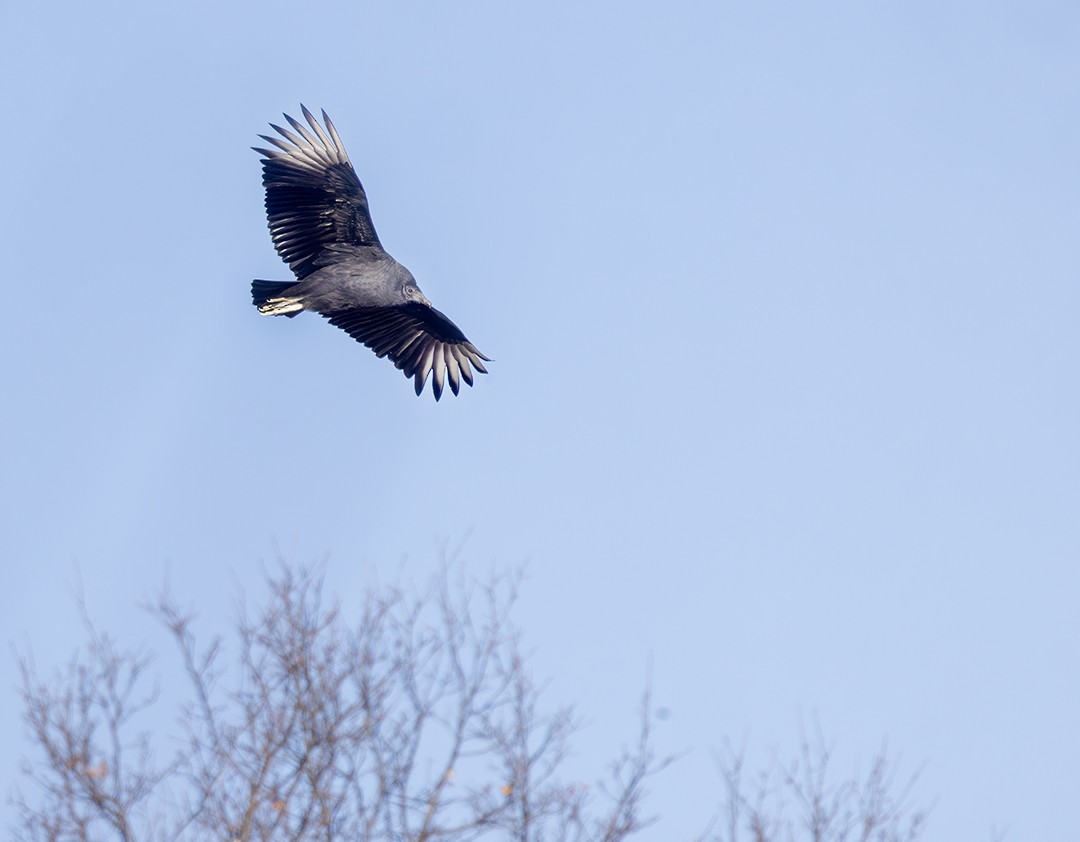 Black Vulture - ML647203897