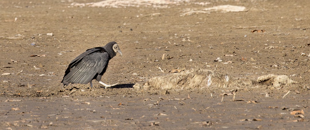 Black Vulture - ML647203898