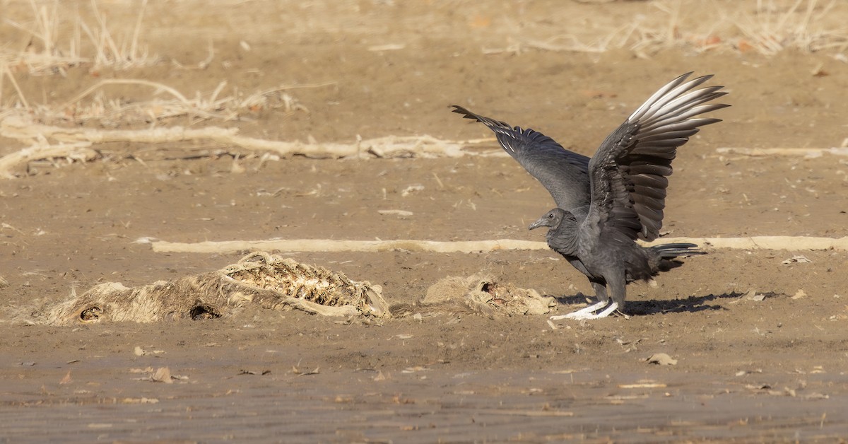 Black Vulture - ML647203899