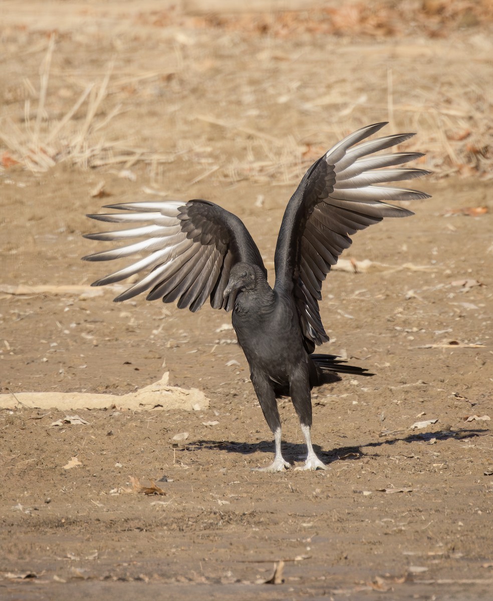 Black Vulture - ML647203900