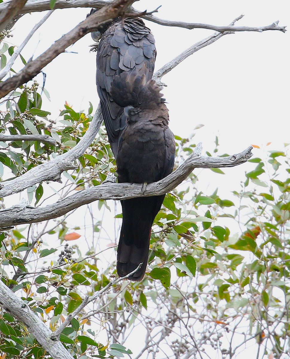 Red-tailed Black-Cockatoo - ML647203901