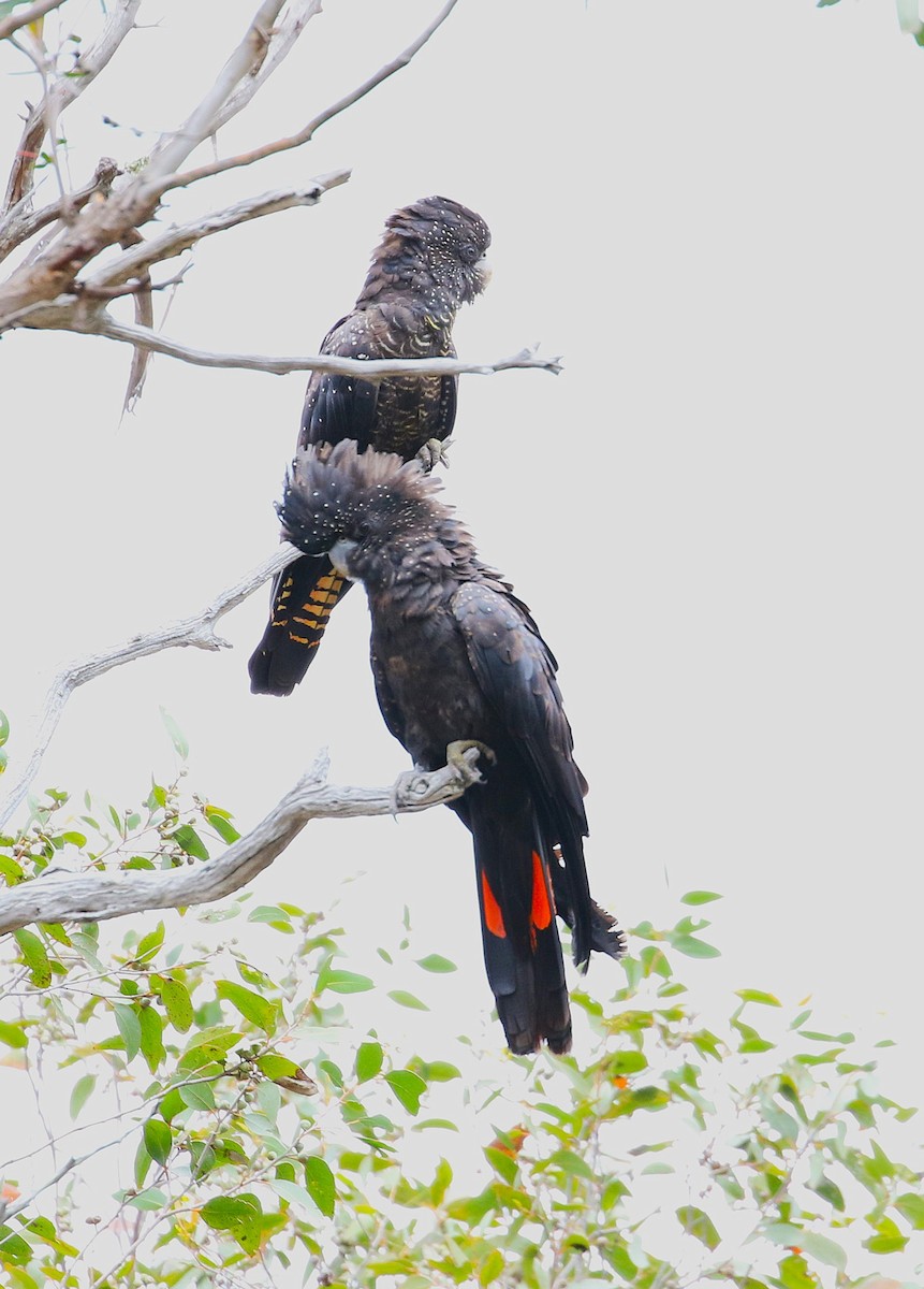Red-tailed Black-Cockatoo - ML647203902