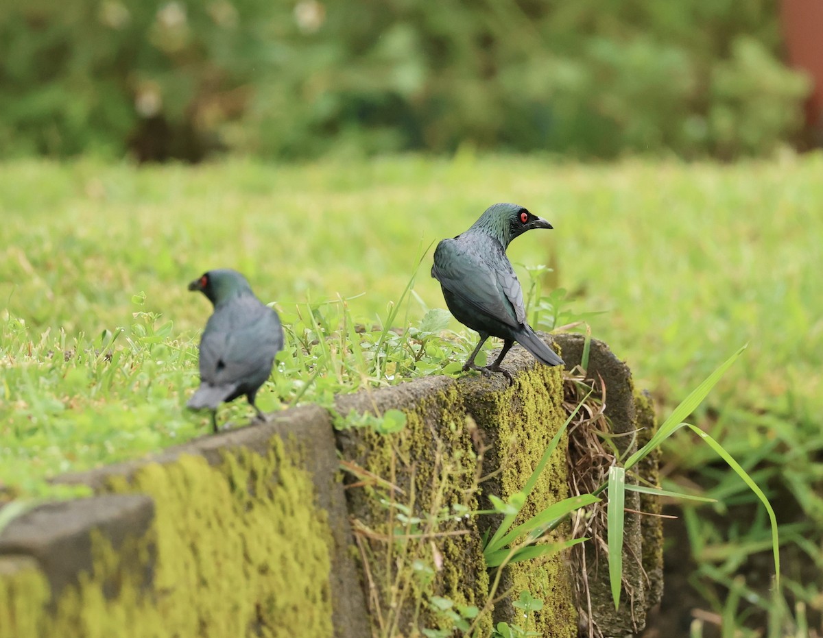 Asian Glossy Starling - ML647203903