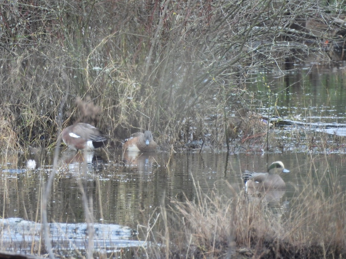 American Wigeon - ML647203904