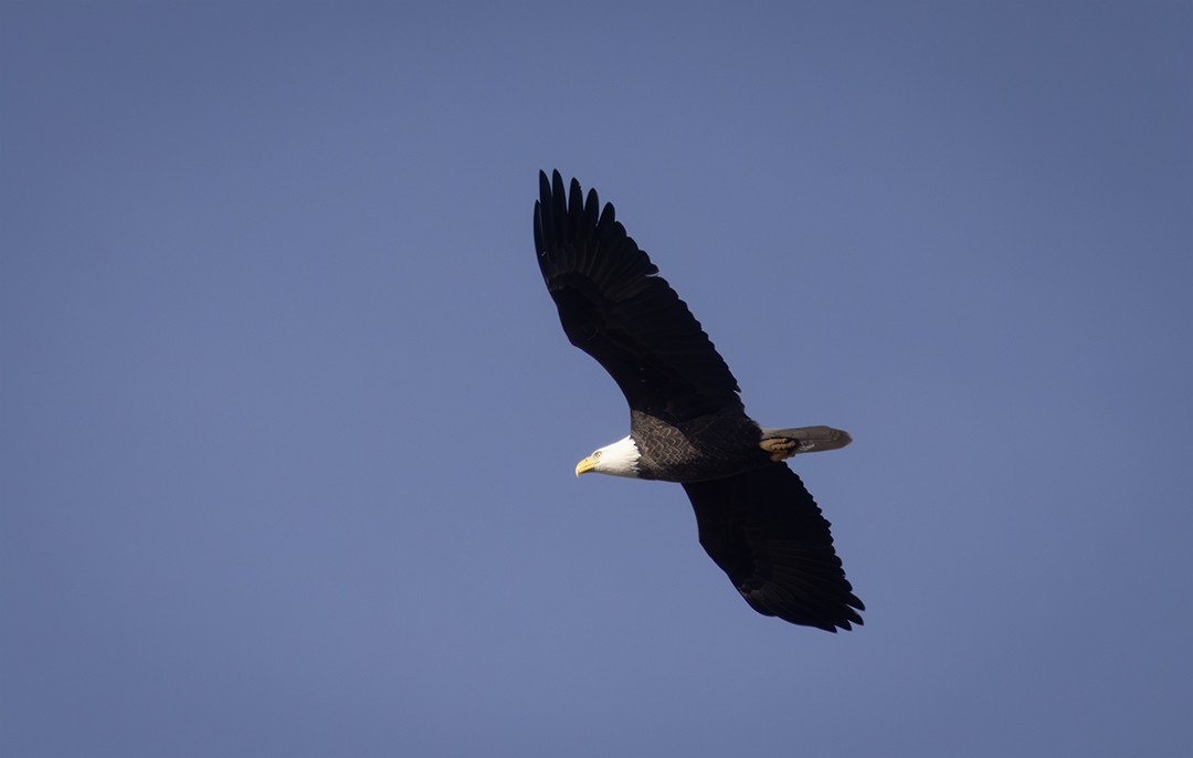 Bald Eagle - ML647203905