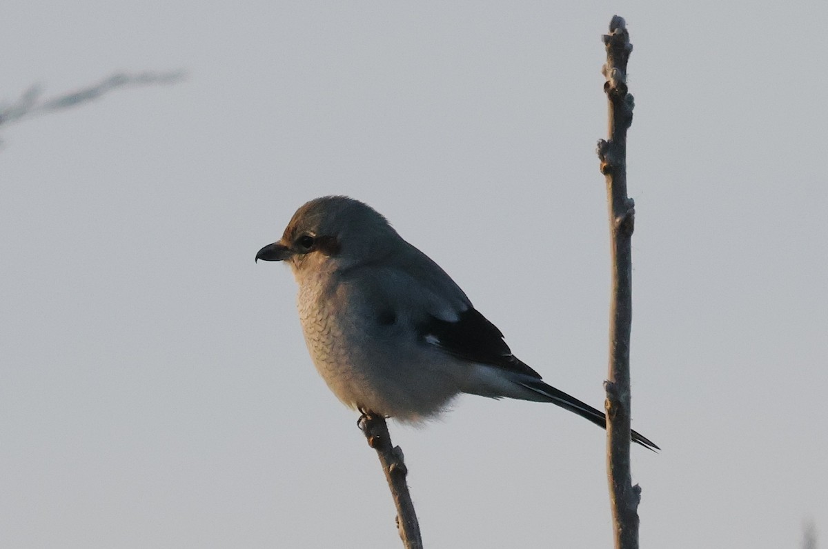 Northern Shrike - ML647203906