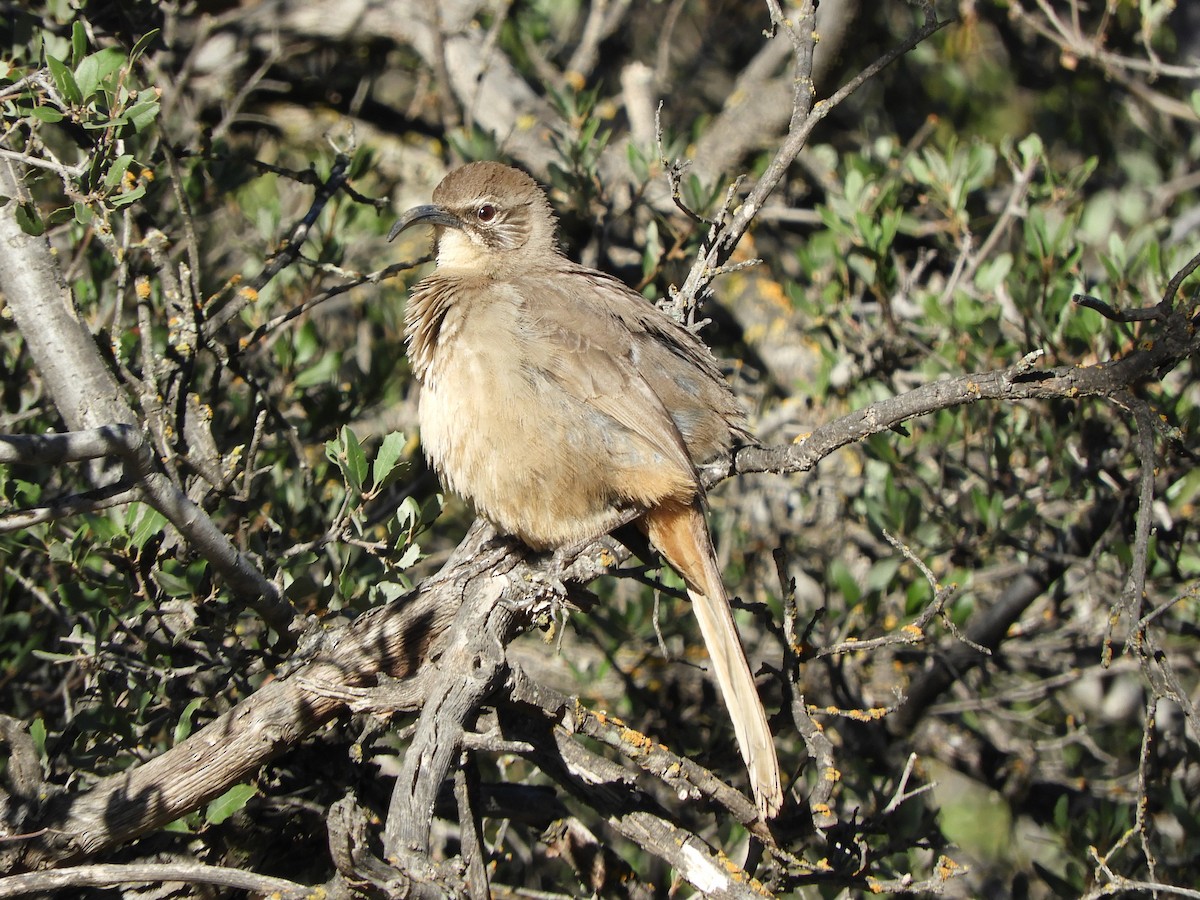 California Thrasher - ML647203908