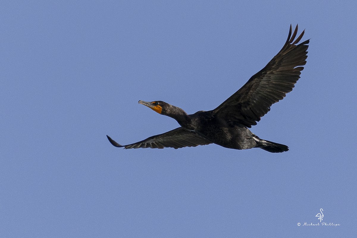 Double-crested Cormorant - ML647203909