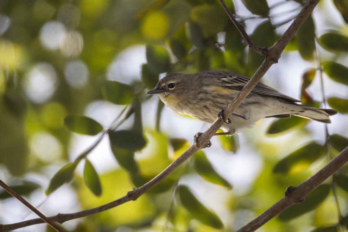 Yellow-rumped Warbler (Myrtle x Audubon's) - ML647203911