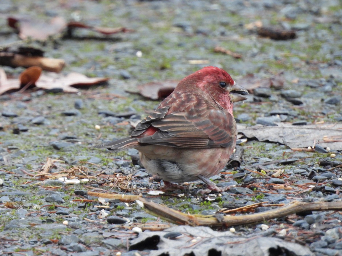 ムラサキマシコ - ML647203933