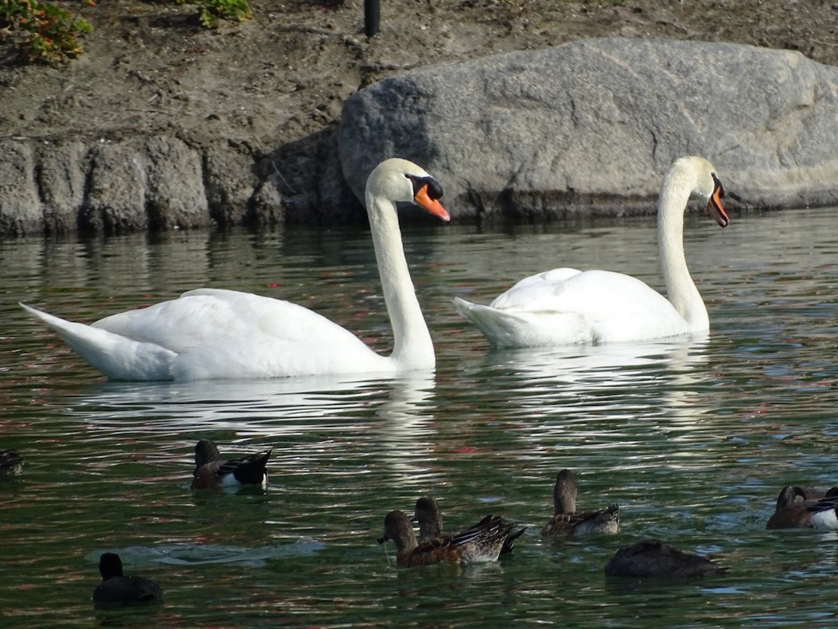 Mute Swan - ML647203934