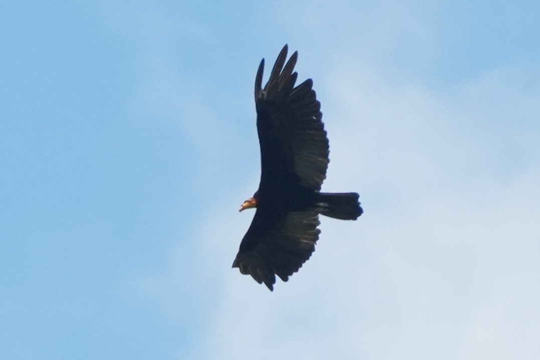 kondor větší - ML647203940