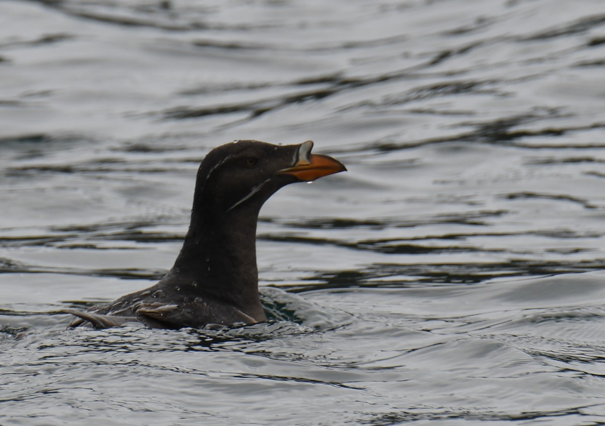 papuchalk růžkatý - ML647203941