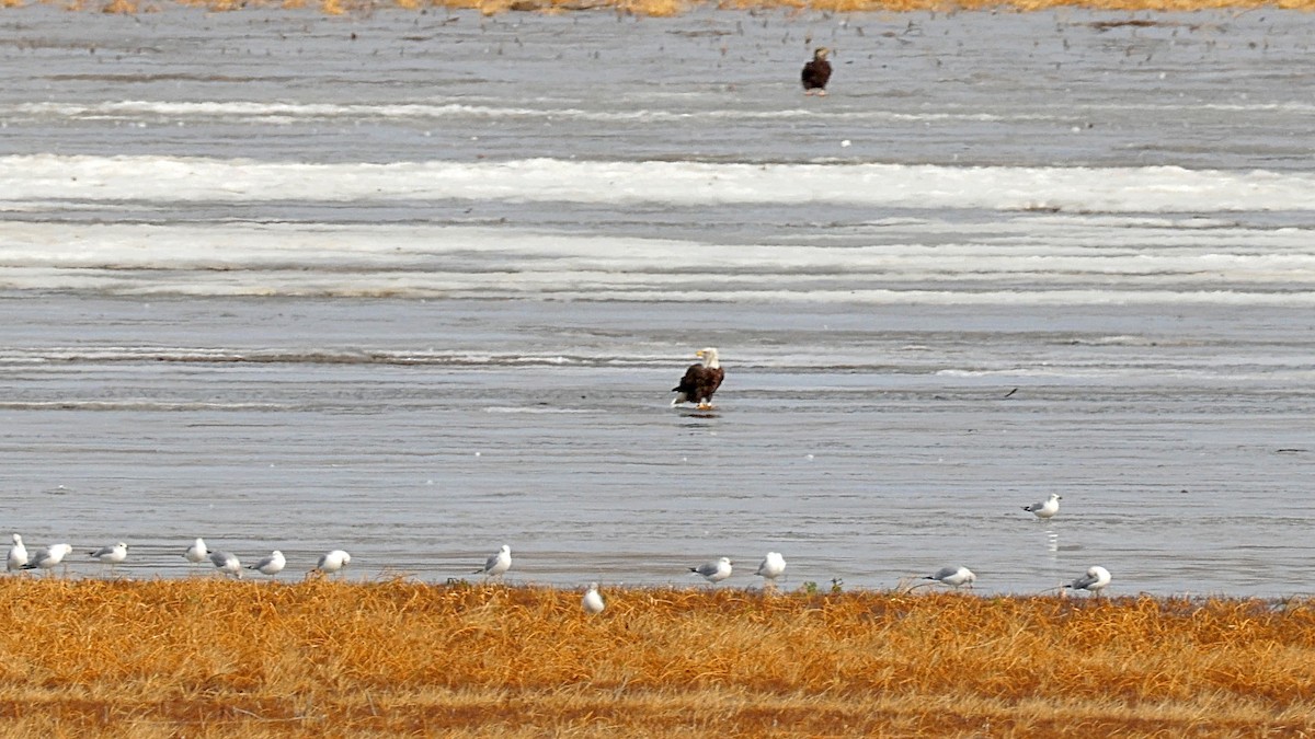 orel bělohlavý - ML647203942