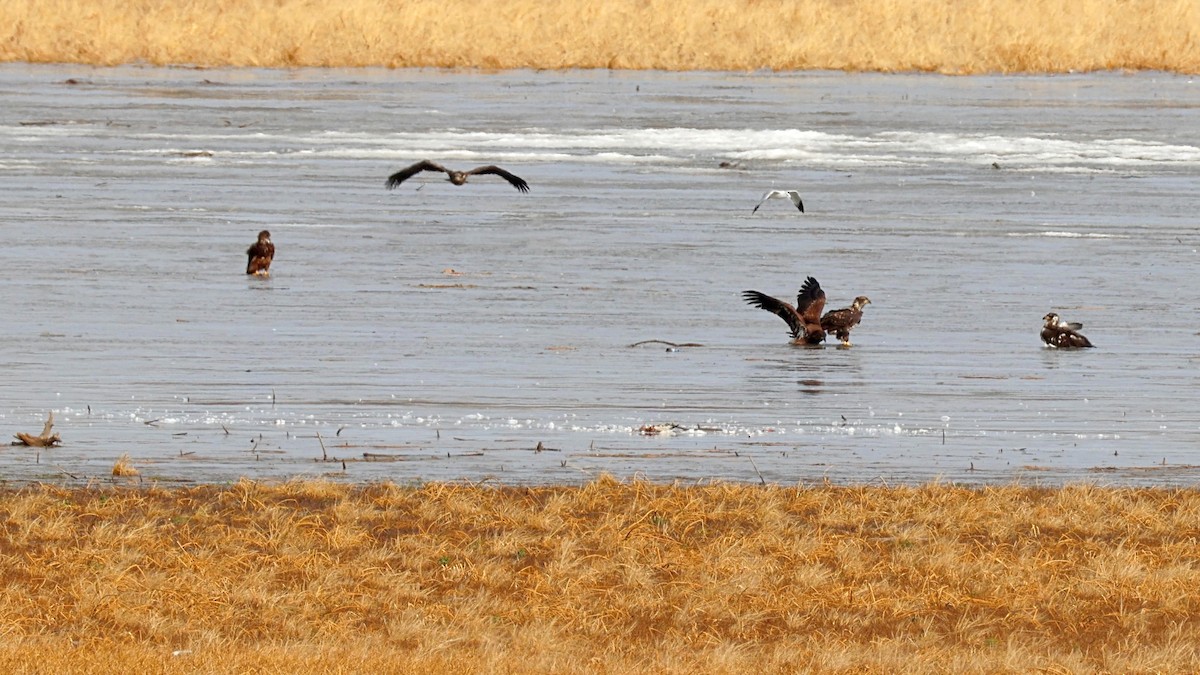 orel bělohlavý - ML647203943