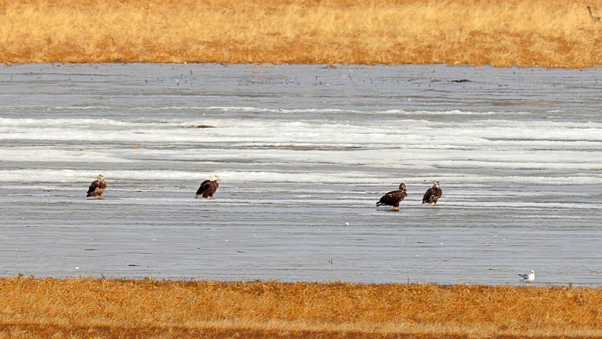 orel bělohlavý - ML647203944