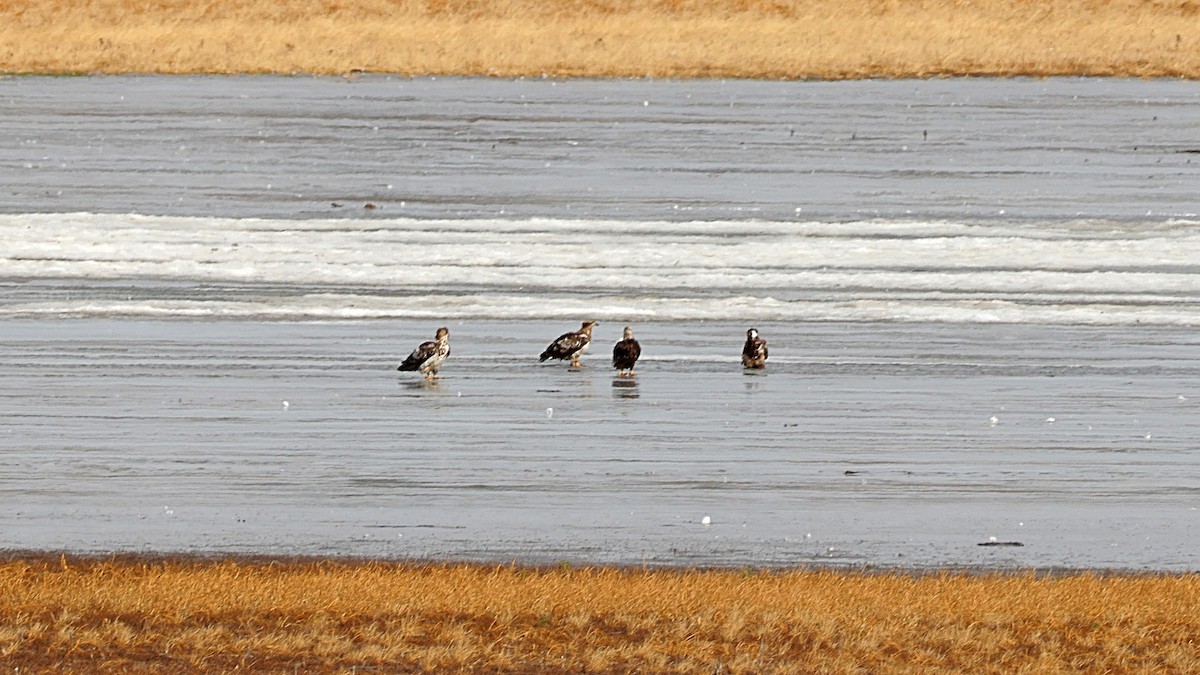 orel bělohlavý - ML647203945