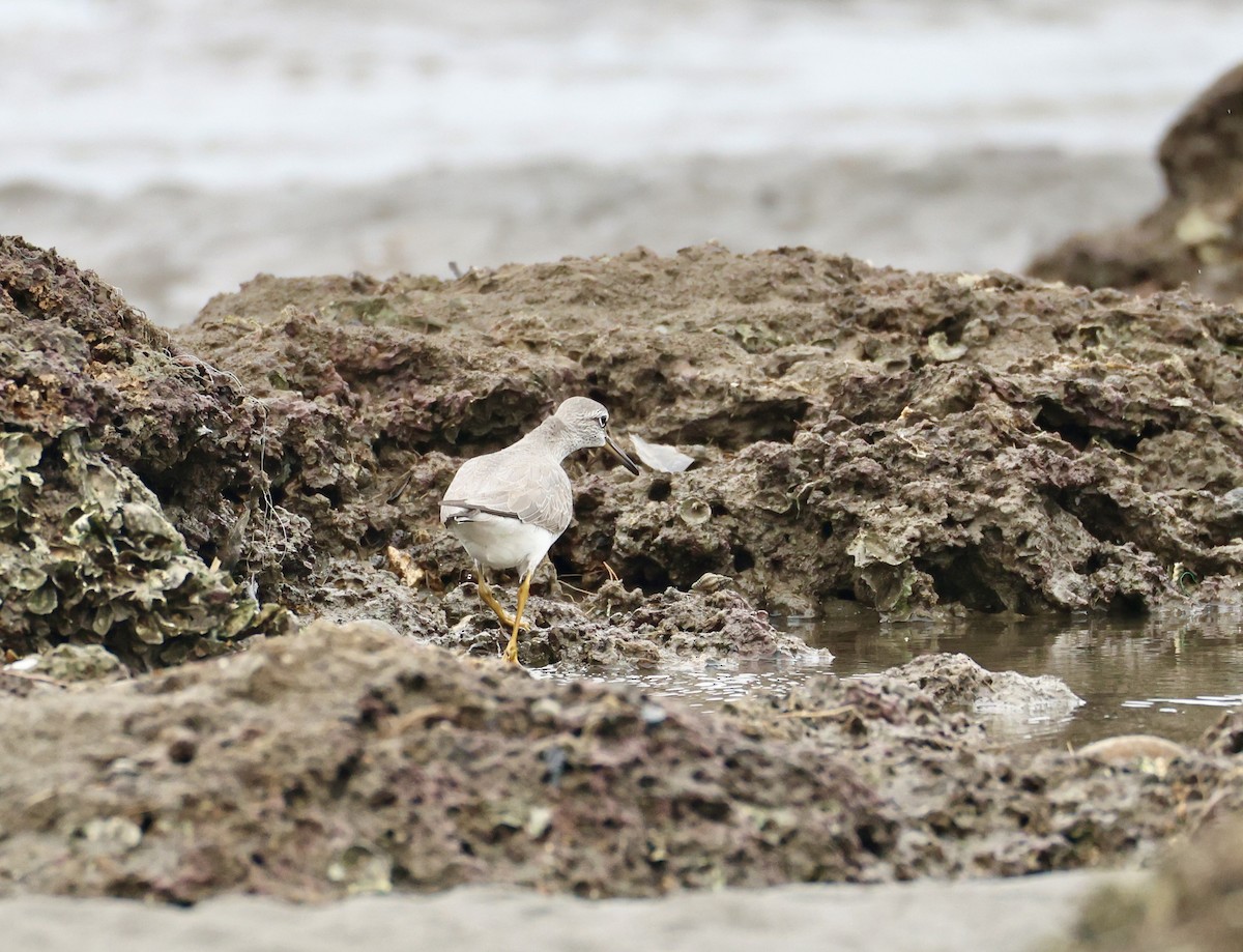 vodouš říční - ML647203947