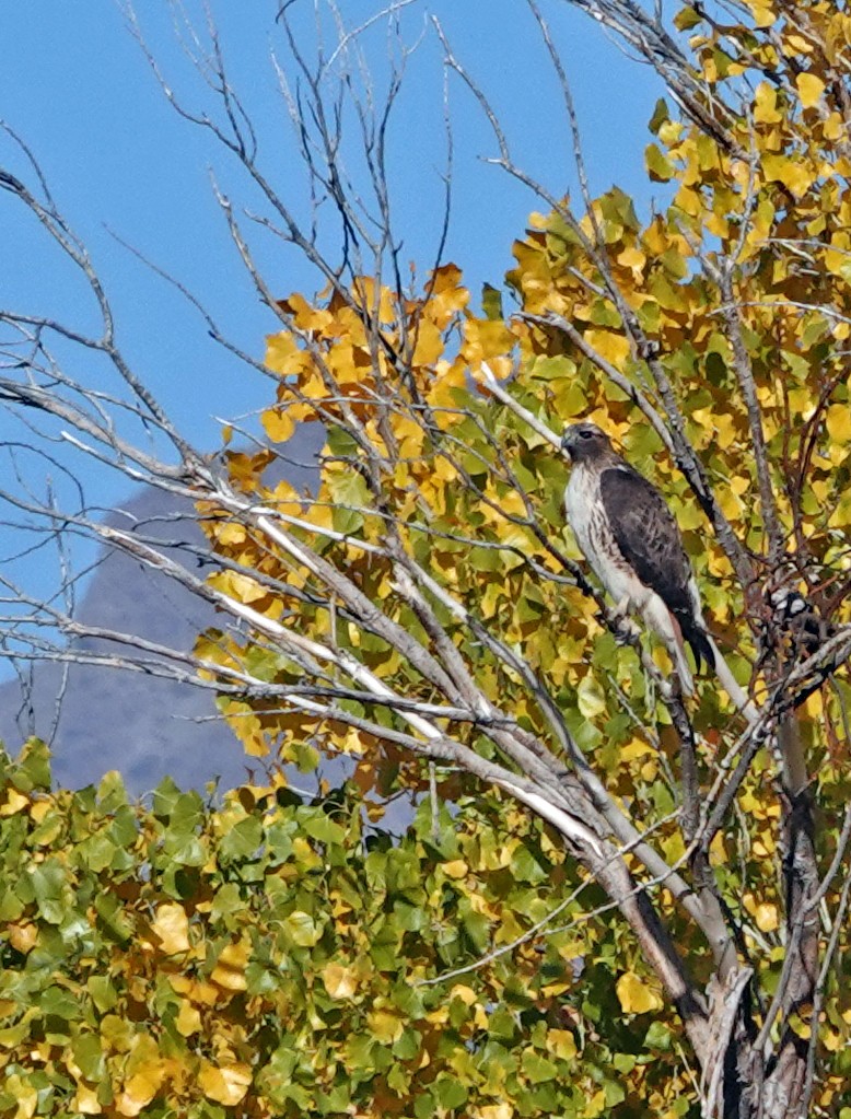 káně rudochvostá - ML647203953