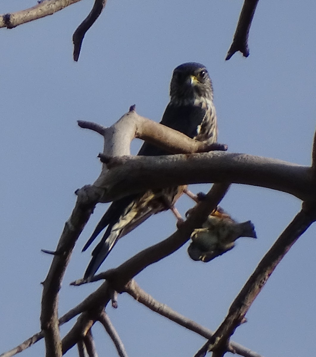 dřemlík tundrový - ML647203954