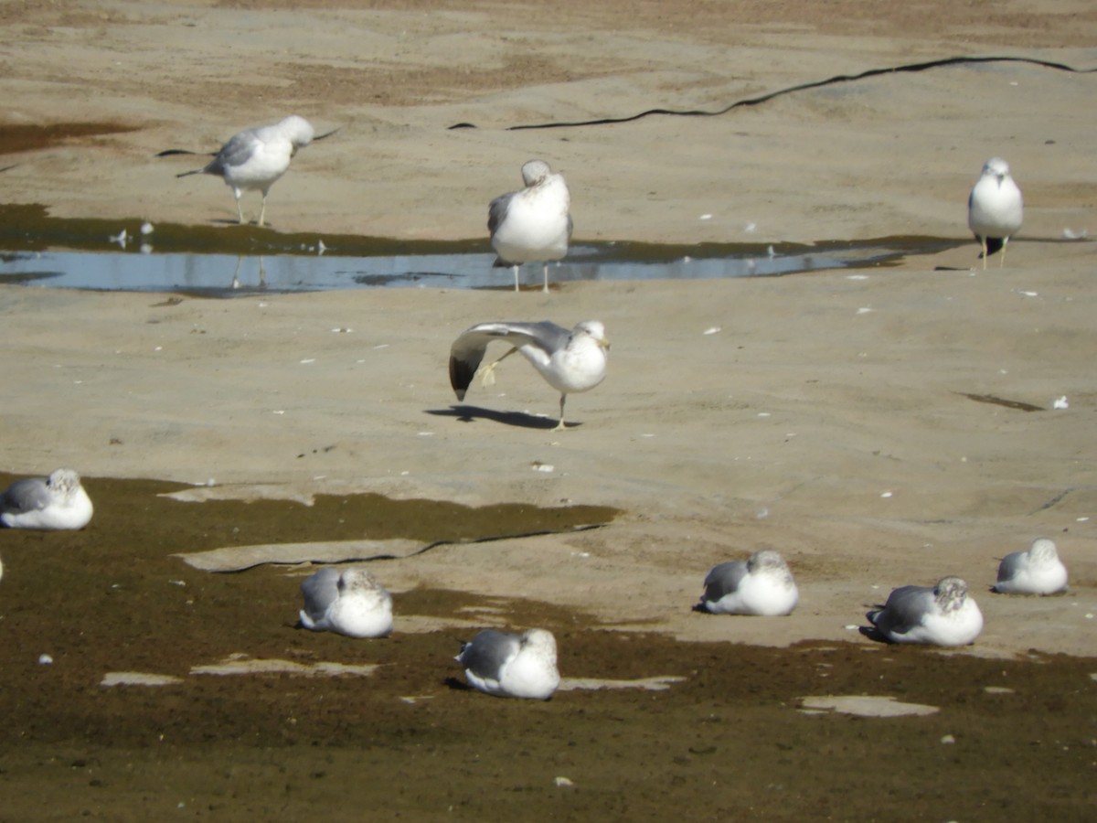 racek kroužkozobý - ML647203956