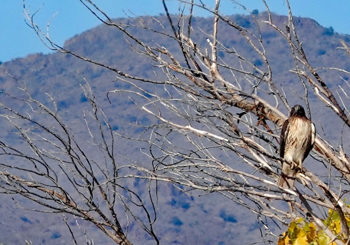 káně rudochvostá - ML647203957