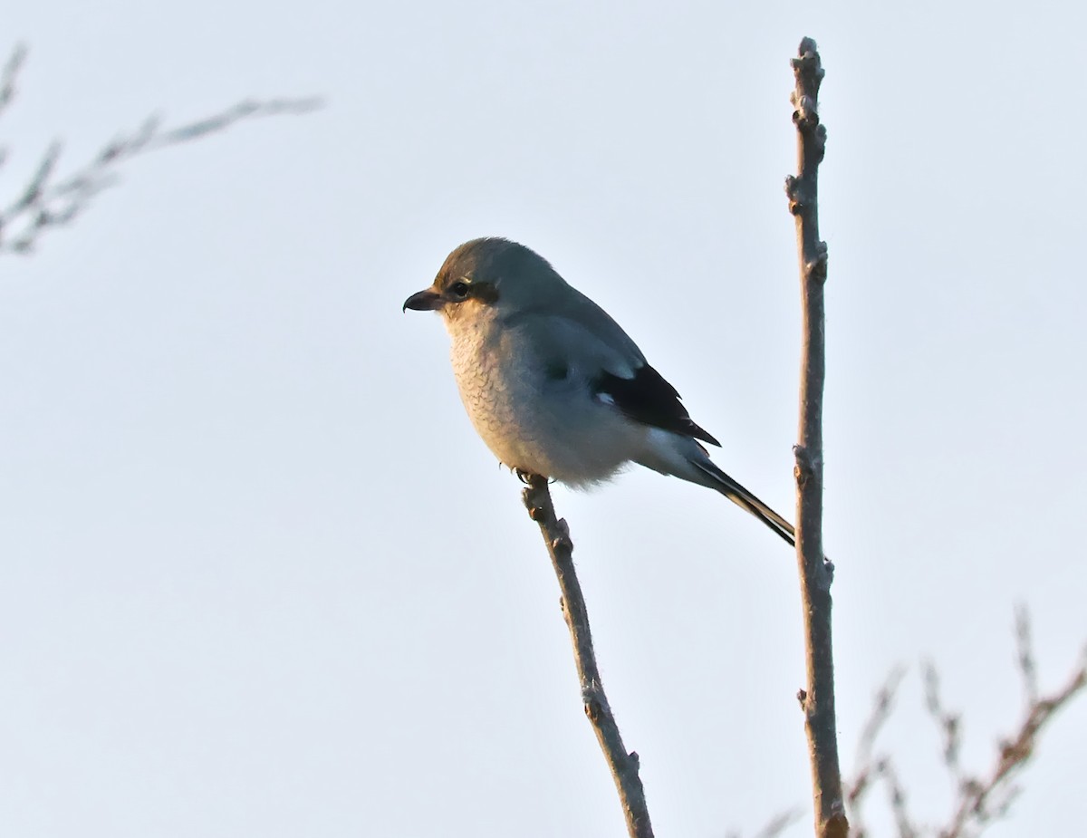 ťuhýk severní - ML647203958