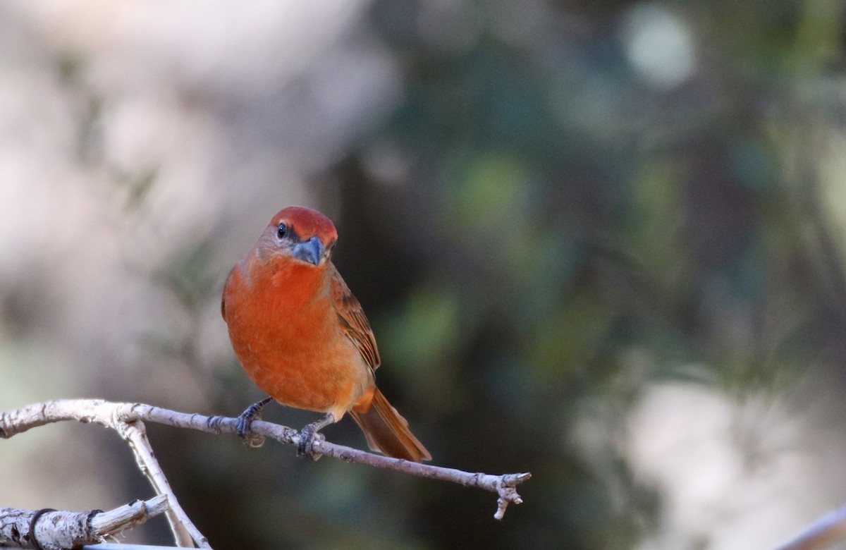 Hepatic Tanager - ML647203960